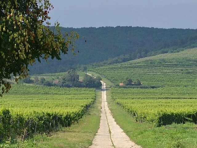 Szőlőültetvény a tokaji borvidéken, sorokban futó tőkékkel